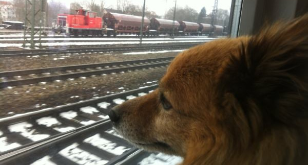 Bahnfahren mit Hund: den Vierbeiner im Zug mitnehmen