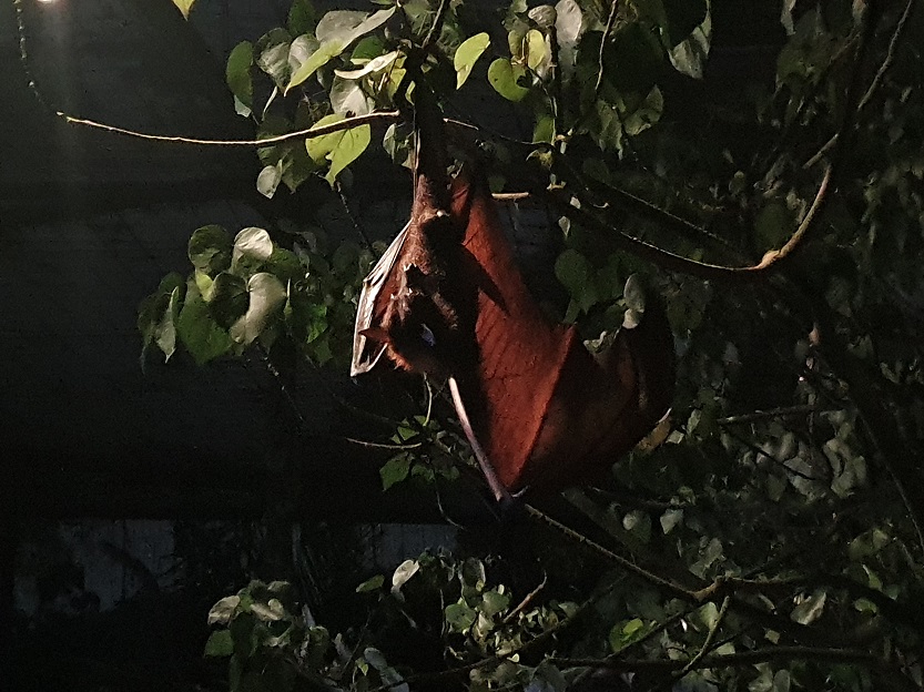 Fledermaus bei Nightsafari singapore