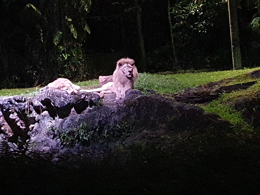 weißer, afrikanischer Löwe bei der Nachtsafari in Singapur