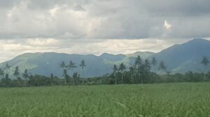 Negros - grüne Insel mit Regenwäldern und Zuckerrohranbau.